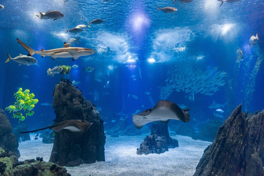 Oceanário de Lisboa menjadi aquarium terbesar di Portugal