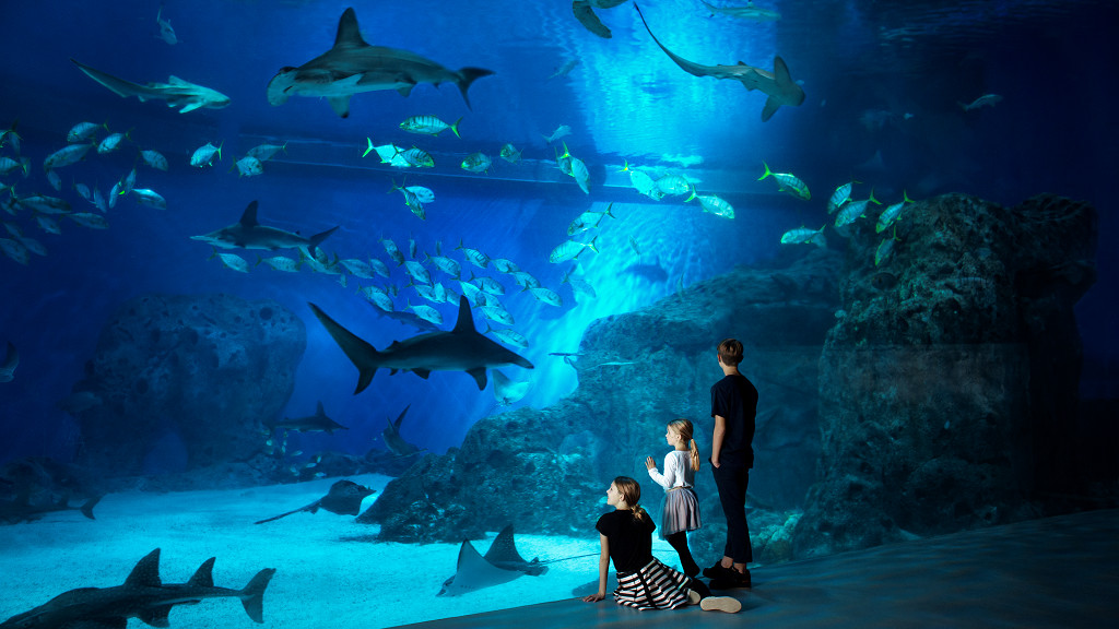 National Aquarium Denmark yang cocok untuk para wisatawan pecinta nuansa bawah laut