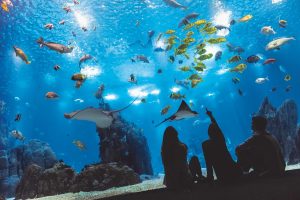 Oceanário de Lisboa