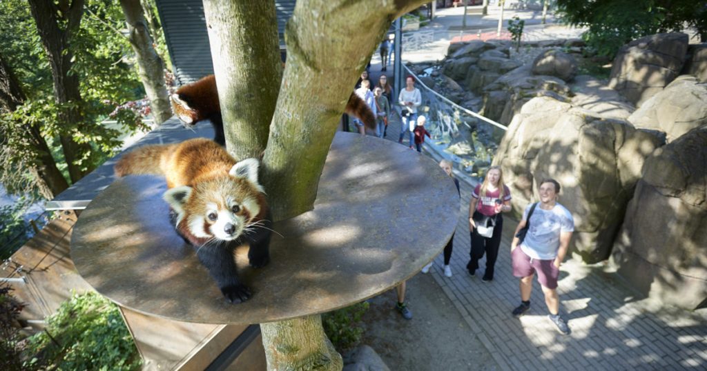 Aktivitas para pengunjung di Odense Zoo