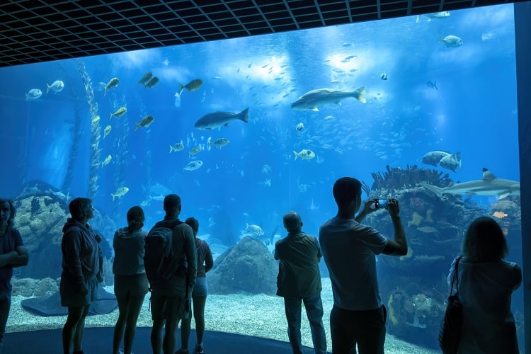 Kegiatan yang bisa dilakukan para wisatawan di Aquarium Lisbon