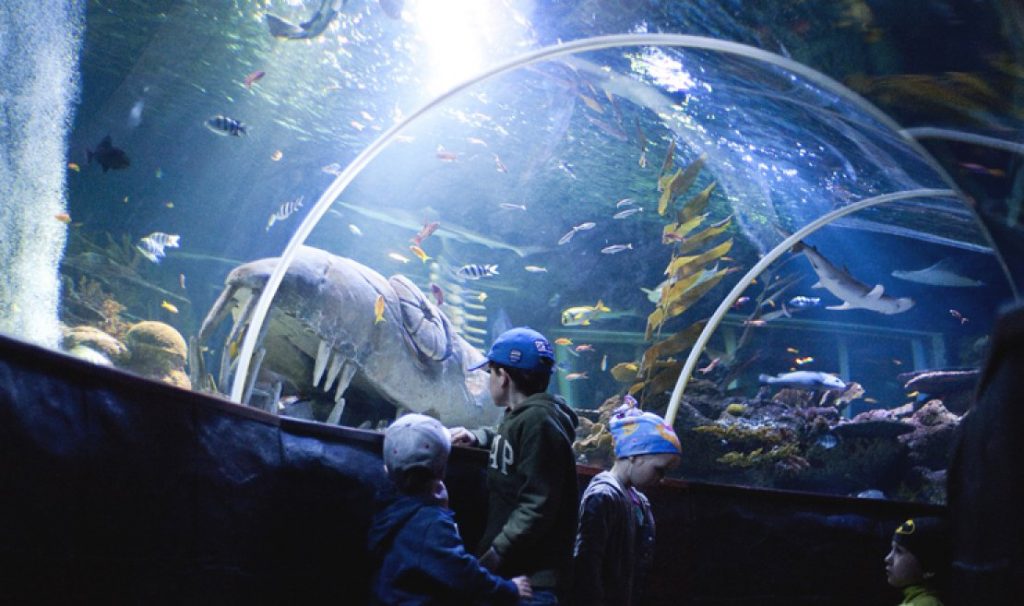 Terowongan Aquarium Bawah Laut SEA LIFE Helsinki